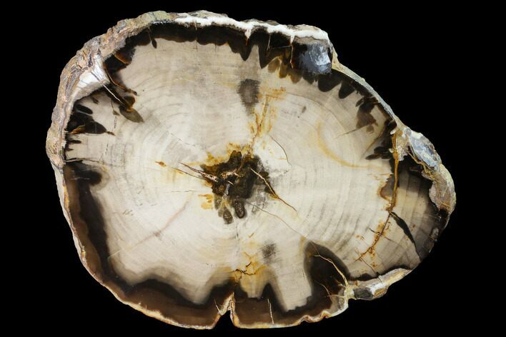 Petrified Wood (Cypress) Round - Saddle Mountain, WA #144682